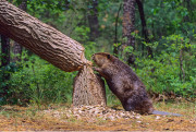 Опубликован план выпуска Linux-дистрибутива Ubuntu 18.04 LTS «Bionic Beaver»