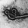 Ebola